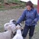 Svana with our sheep