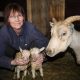 Svana and newborn lambs