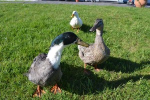 The ducks asking for bread