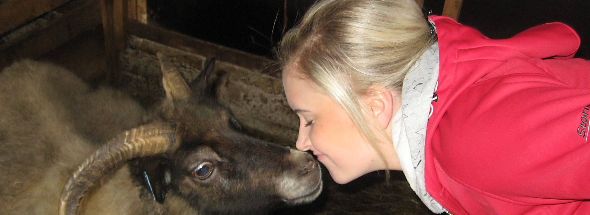 Our sheep love to meet people