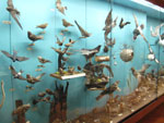 The aquarium at Westman Islands